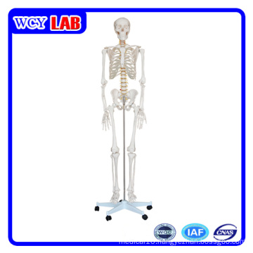 180cm Human Skeleton Model for Teaching